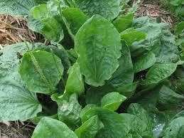 plantain plant