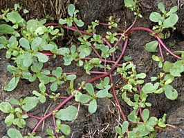 purslane