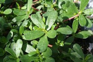 purslane leaves