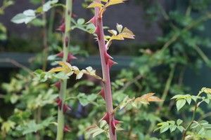 rose stem