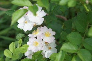 wild rose blossom