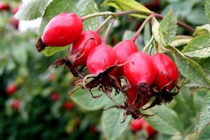 rose hips