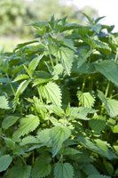 stinging nettle plant