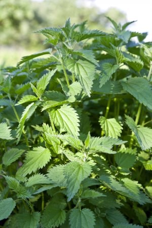 stinging nettle1 larger view