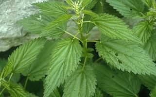 stinging nettle leaf closeup