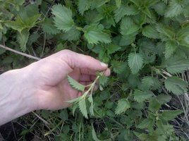 harvesting stinging nettle