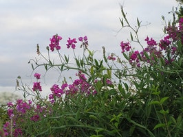 sweet pea vines