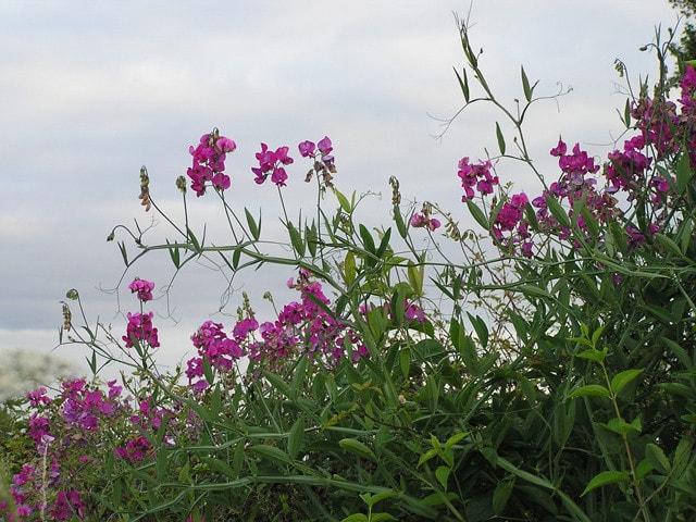 sweet pea1 larger view