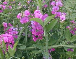 sweet pea pink flowers