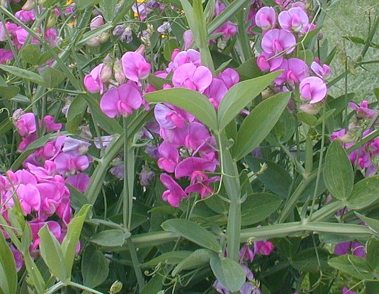 sweet pea2 larger view