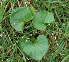 early violet leaves