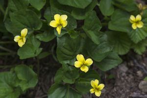 yellow violets