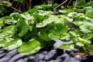 watercress in a stream