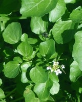 watercress leaves