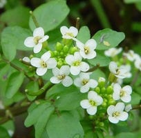 watercress with flowers