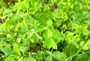 bright green woodsorrel