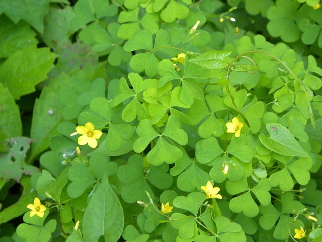 woodsorrel2 larger view