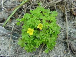 woodsorrel clump